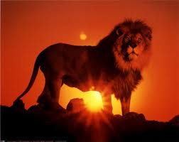 lions